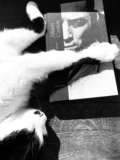Camus ir katinas